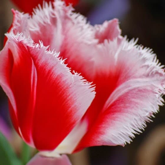 Bijay Manzil image 4