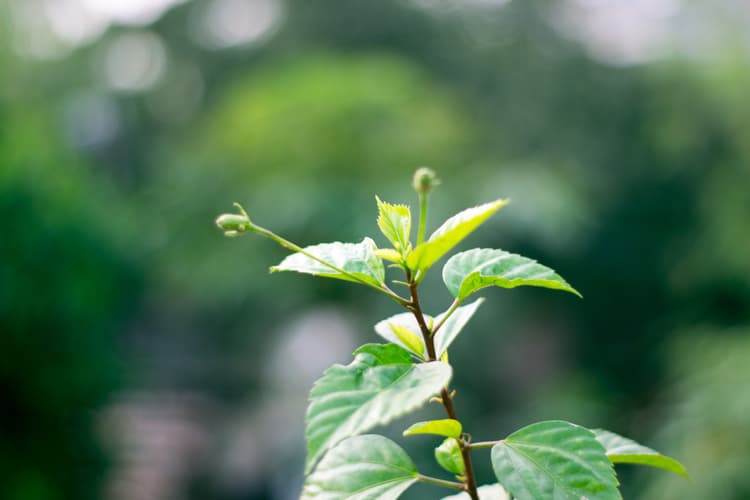 Leading Edze image 9