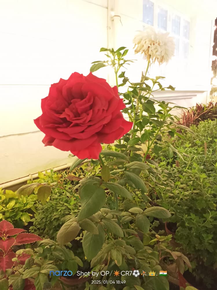 JMS Villa & Gardens (AC Banquet Hall With Garden) image 13