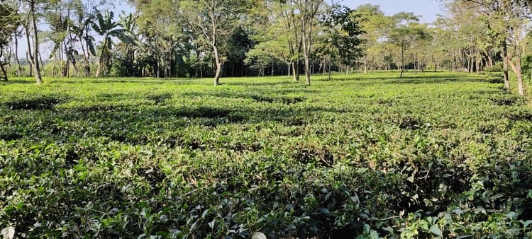 Tea Leaf Resort image 10