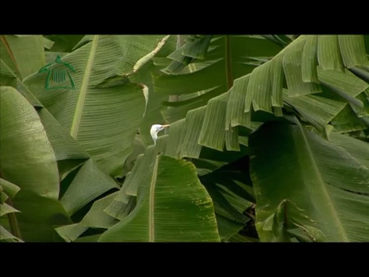 Vedic Village Spa Resort image 9
